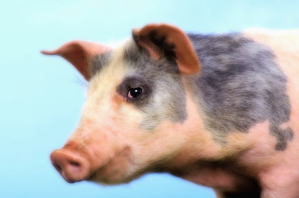 Pig with a blue backgroundBritish columbia canada Canvas Art - Thomas Kitchin & Victoria Hurst  Design Pics (19 x 12)