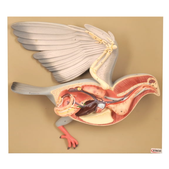 Pigeon Dissection Model, 18" - Mounted on Base - Hand Painted Details & Numbered Structures - Includes Key Card - Eisco Labs
