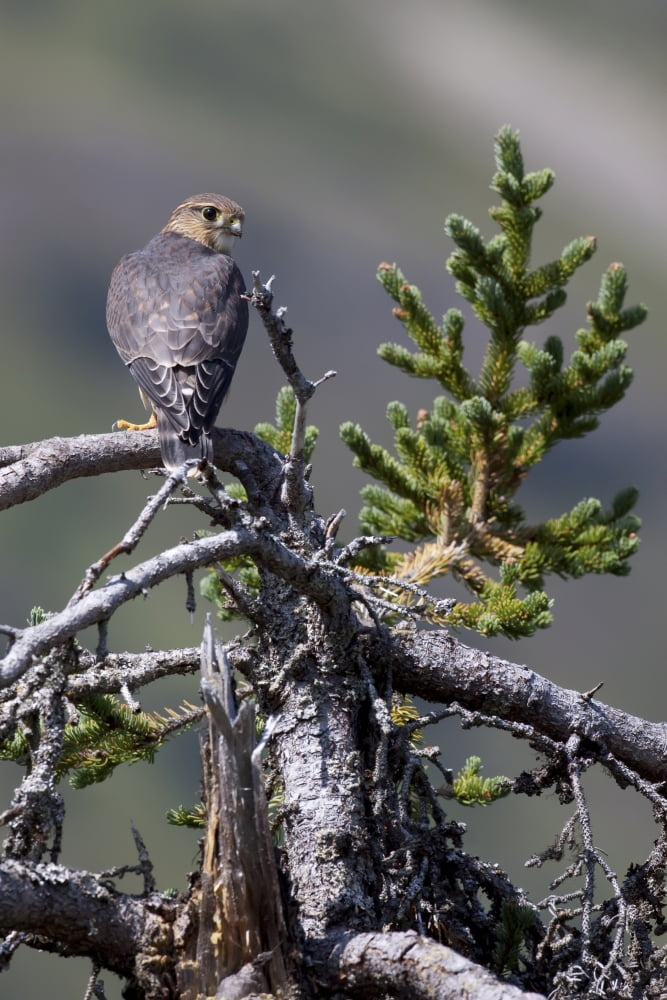 Pigeon Hawk (Merlin) Sits On A Tree Branch In The Turnagain Pass Area Kenai Peninsula Southcentral Alaska Canvas Art - Doug Lindstrand Design Pics (11 x 17)