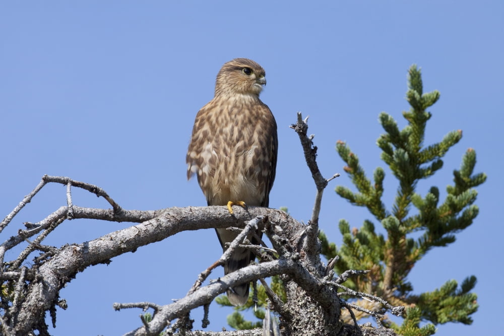 Pigeon Hawk (Merlin) Sits On A Tree Branch In Turnagain Pass Area Kenai Peninsula Southcentral Alaska Canvas Art - Doug Lindstrand Design Pics (19 x 12)