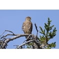 thumbnail image 1 of Pigeon Hawk Sits On A Tree Branch In Turnagain Pass Area Kenai Peninsula Southcentral Alaska Print, 1 of 4