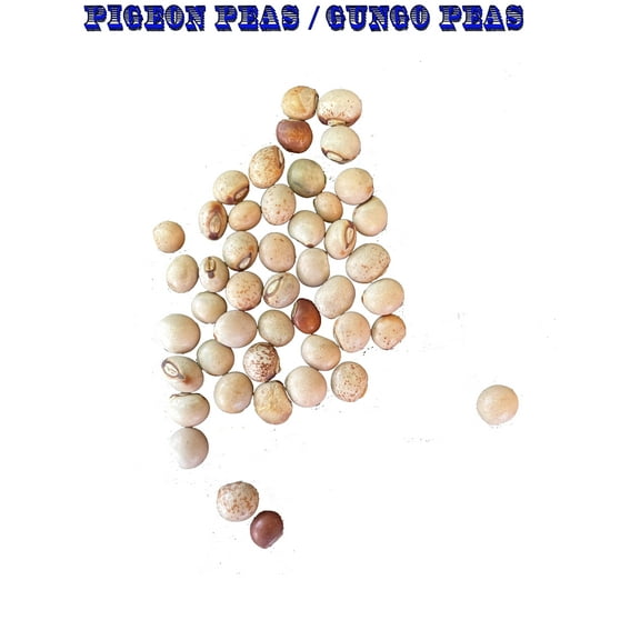 Pigeon Peas (Gungo) Cajanus Cajan