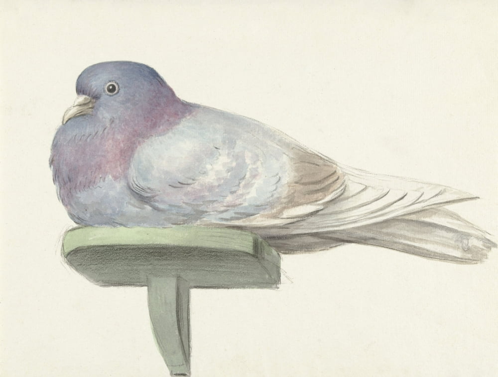 Pigeon Sitting On A Shelf Canvas Art - (24 x 18)