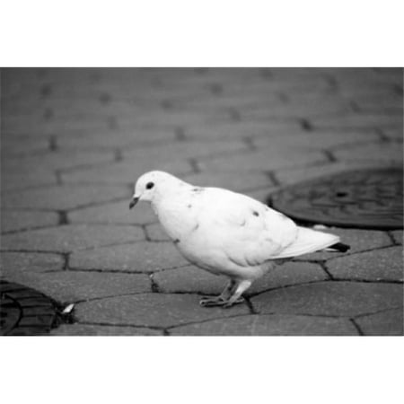 Pigeon on Sidewalk Poster Print - 18 x 24 in.