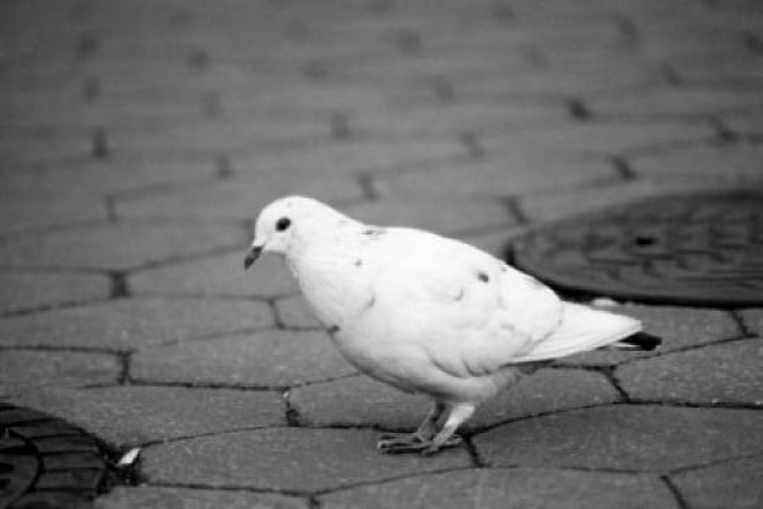 Pigeon on sidewalk Canvas Art - (18 x 24)
