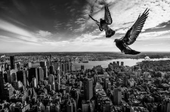 Pigeons On The Empire State Building Canvas Art - Sergiosousa (20 x 28)