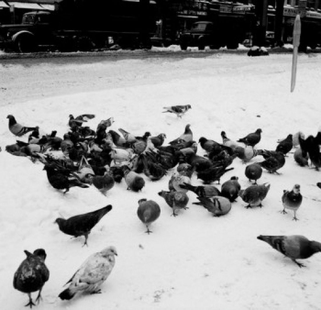 Pigeons in snow Canvas Art - (18 x 24)