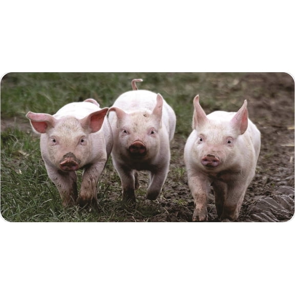 Pigs Photo License Plate
