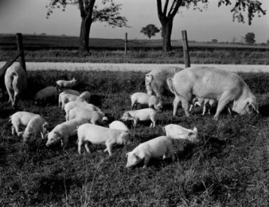Pigs on farm Canvas Art - (18 x 24)
