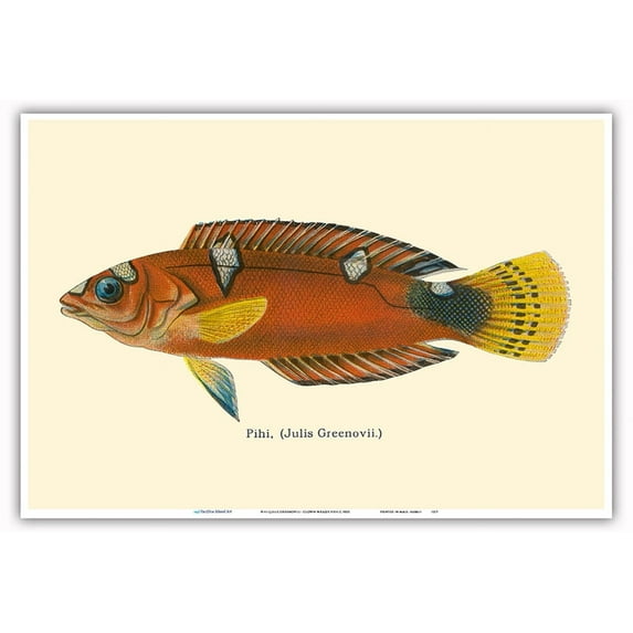 Pihi (Julis Greenovii) - Clown Wrasse Fish - from Fishes of Hawaii - Vintage Hawaiian Color Postcard c.1905 - Master Art Print (Unframed) 13in x 19in