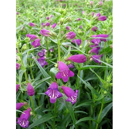 Pikes Peak Purple® Bearded Tongue Perennial - Penstemon - Quart Pot