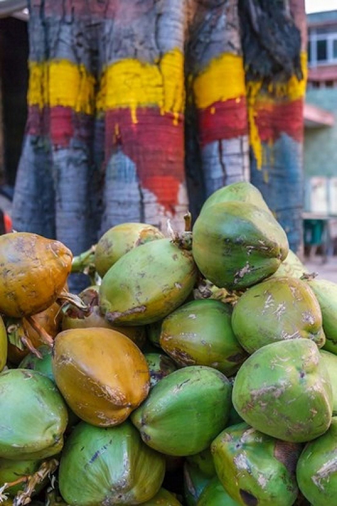 Pile of coconuts Bangalore India Canvas Art - Ali Kabas DanitaDelimont (11 x 17)