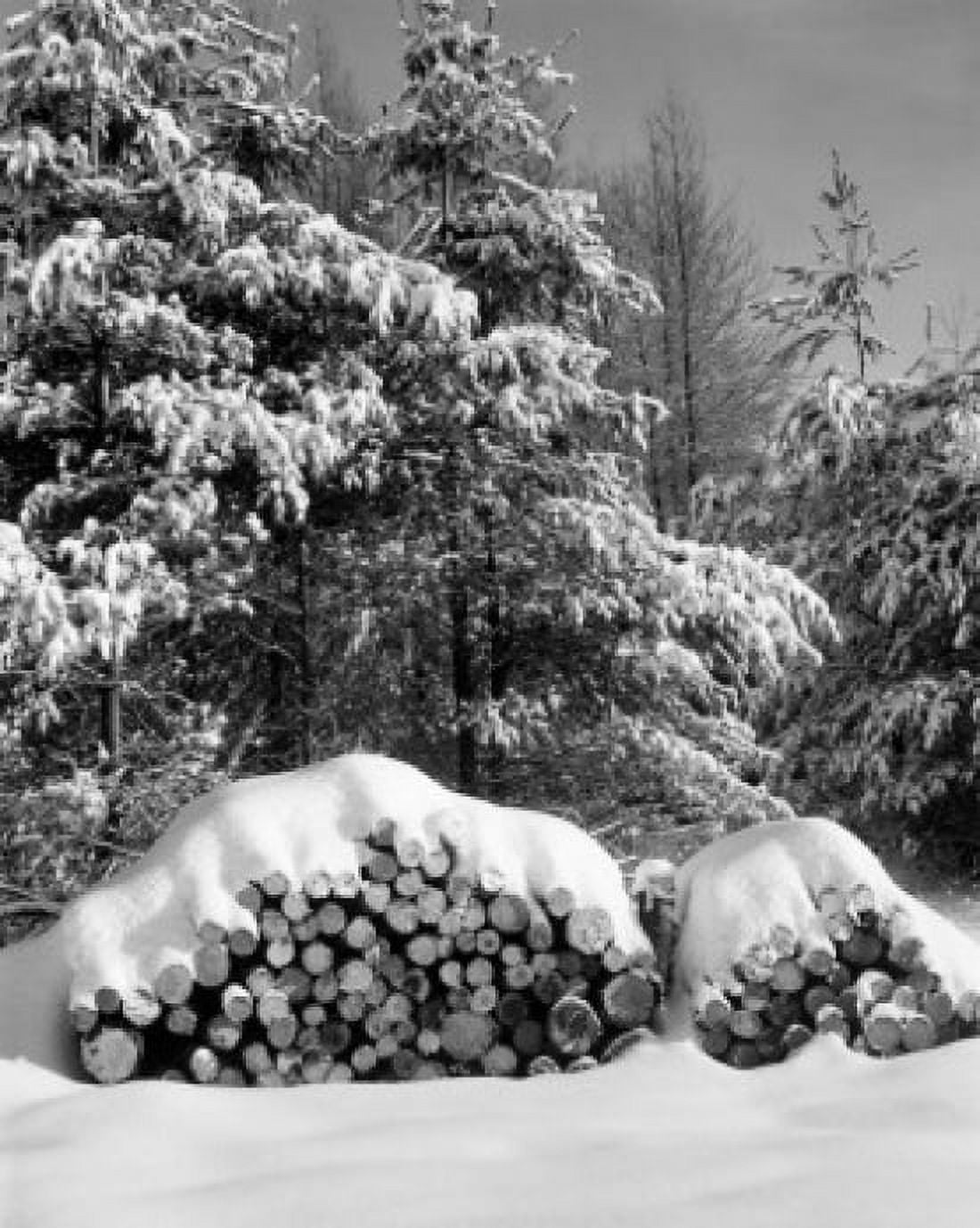 Pile of wood in forest with snow covered on top Canvas Art - (18 x 24)