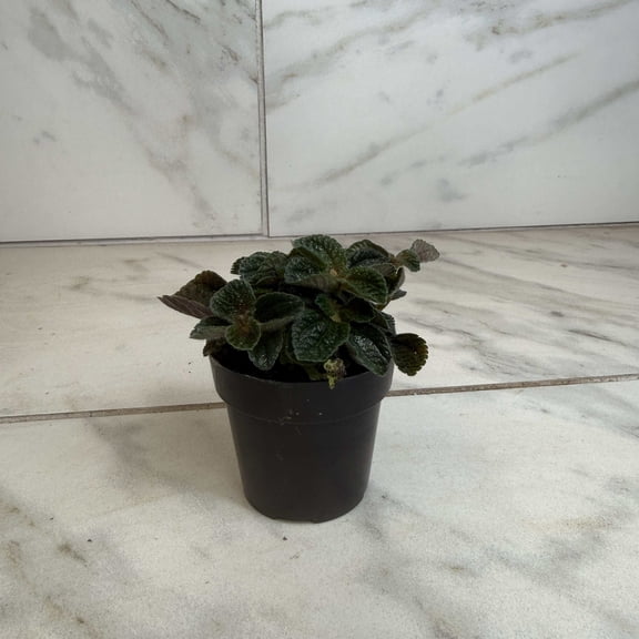 Pilea nummulariifolia dark leaf, 2" Plant, The Plant Farm