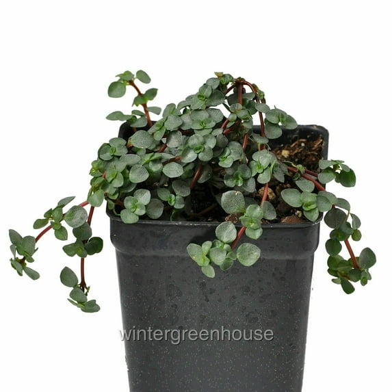 Pilea Glauca, Red Stem Pilea, Silver Sprinkles, Aquamarine - Pot Size: 3" (2.6x3.5") - House Plants, Shade Plants