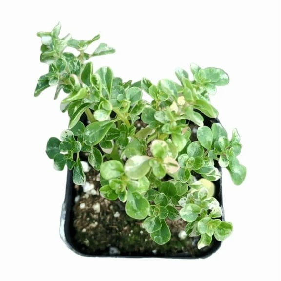 Pilea Microphylla Succulent Live Plant 2 Inch for Indoor Outdoor Home Office Garden Decor