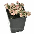 thumbnail image 1 of Pilea microphylla variegata, Tricolor, Artillery Fern - Pot Size: 3in (2.6x3.5in) - House Plants, 1 of 3