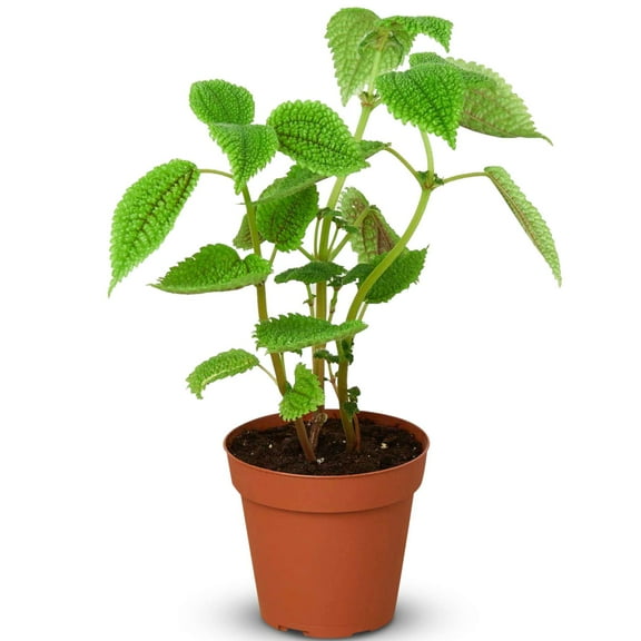 Pilea Moon Valley Live Plant for Indoor | Different Houseplants in 4'' & 6'' Pot | Real House Plant for Living Room, Office, Desk & Bathroom | Pilea involucrata | Pilea mollis