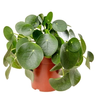 where to buy a money tree Money Tree