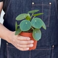 thumbnail image 1 of Pilea Peperomioides (Friendship Chinese Money Plant) - Live Air-Purifying Indoor Plant in Nursery Pot – Easy Care, Low Maintenance Houseplant for Home & Office Decor, Natural Air Cleaner, Best for, 1 of 11