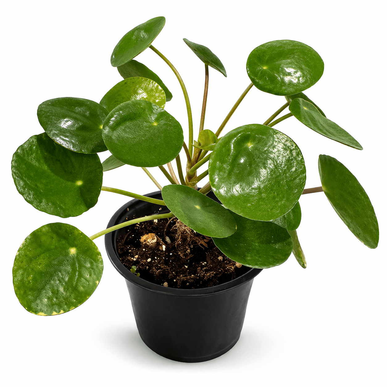 Pilea Peperomioides Chinese Money Plant