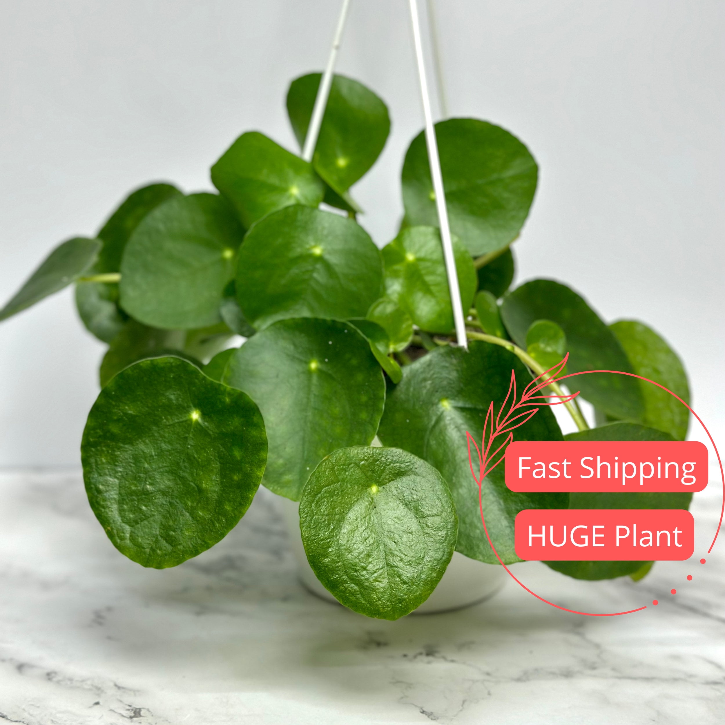 Closeup of Sprout of Pilea Peperomioides or Pancake Plant in Terracotta