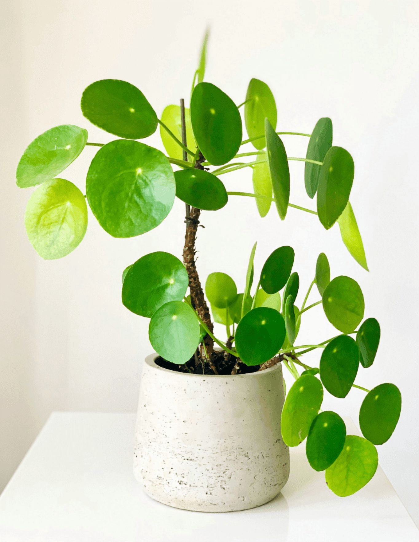 Pilea Peperomioides Plant, Chinese Money Plant in 4 Inc Pot, House Plant for Gardening Outdoors Indoors