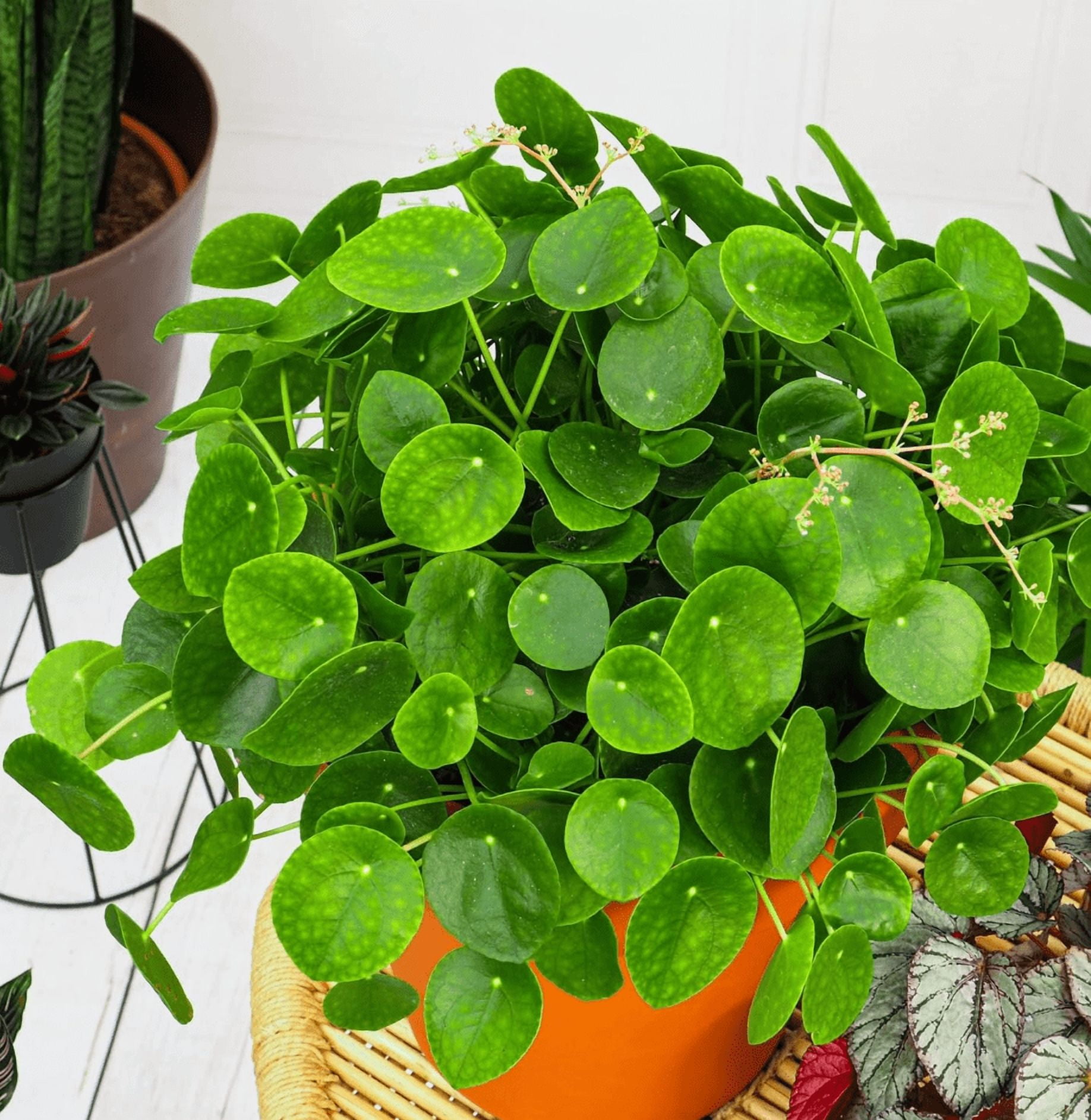 Pilea Peperomioides Plant, Chinese Money Plant in 4 Inc Pot, House Plant for Gardening Outdoors Indoors