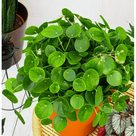 Pilea Peperomioides Plant, Chinese Money Plant in 4 Inc Pot, House Plant for Gardening Outdoors Indoors