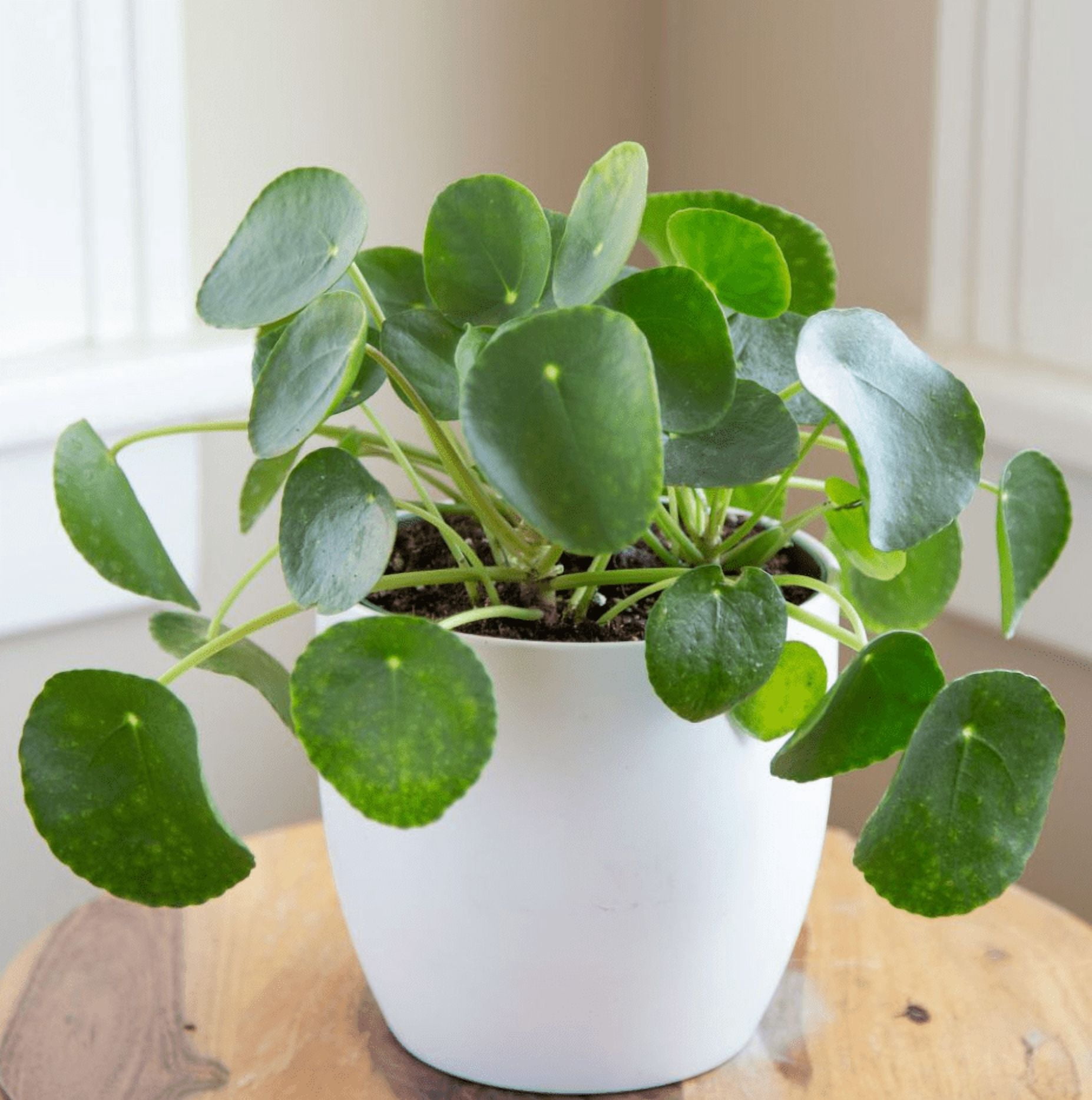 Pilea Peperomioides Plant Live for Planting, Chinese Money Plant in 2 Inc Pot, House Plant for Gardening Outdoors Indoors