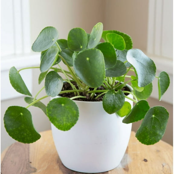Pilea Peperomioides Plant Live for Planting, Chinese Money Plant in 2 Inc Pot, House Plant for Gardening Outdoors Indoors