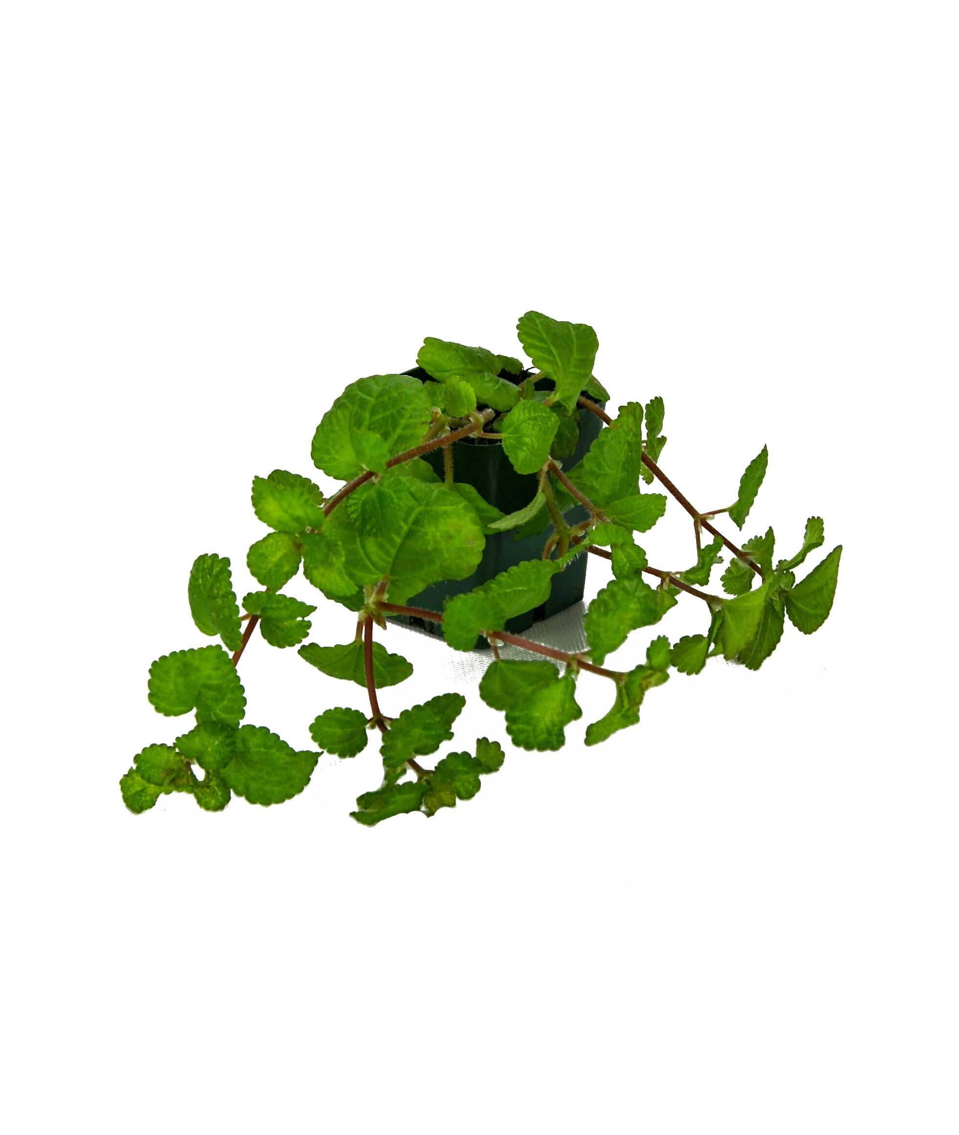 SPRIG & STONE Pilea nummulariifolia 'Creeping Charlie'
