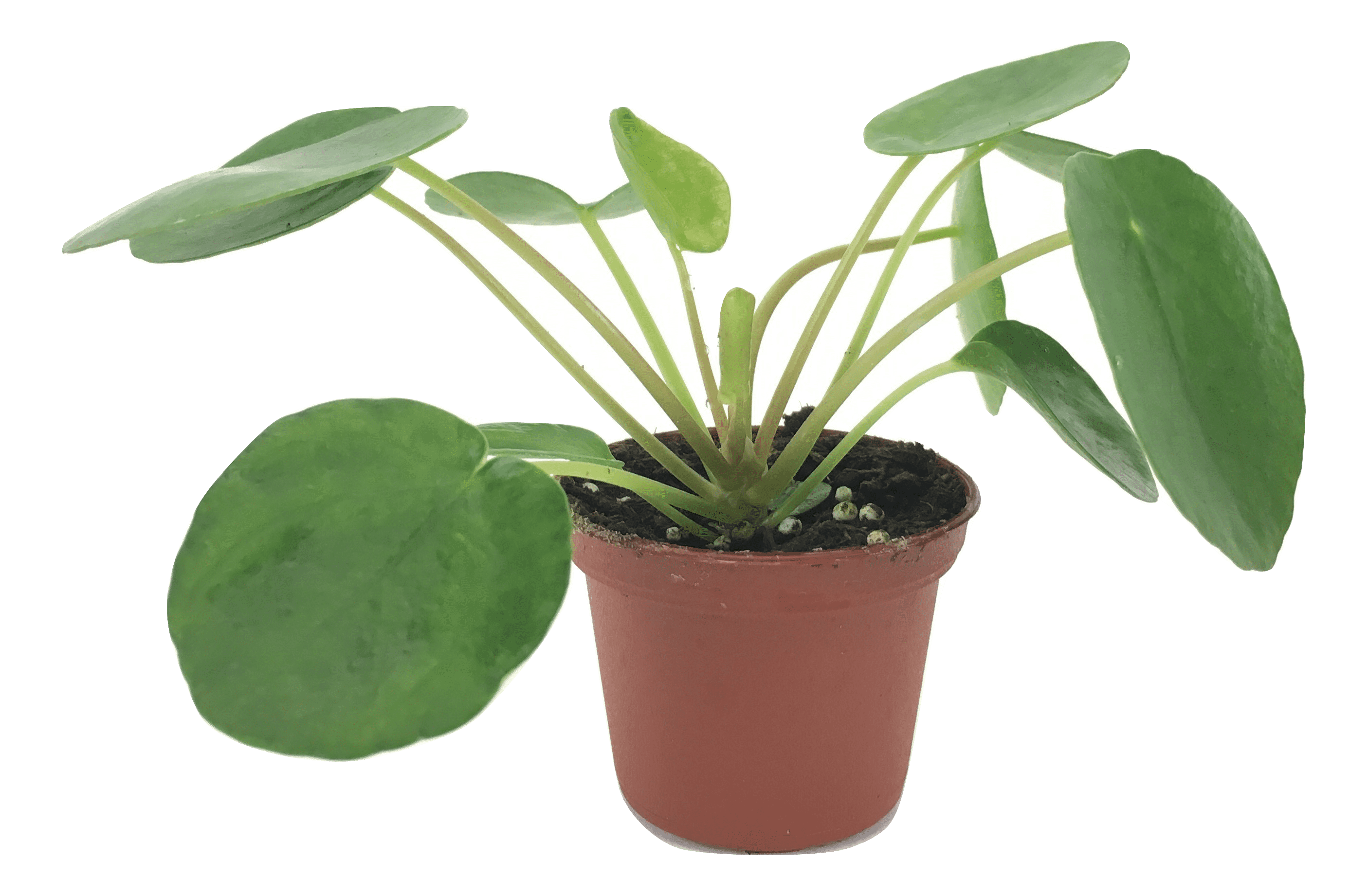 Pilea Peperomioides Chinese Money Plant