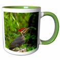 thumbnail image 1 of 3drose, Pileated Woodpecker Bird, Whitefish, Montana - Us27 Cha2495 - Chuck Haney, 11oz Two-tone Green Mug, 1 of 6