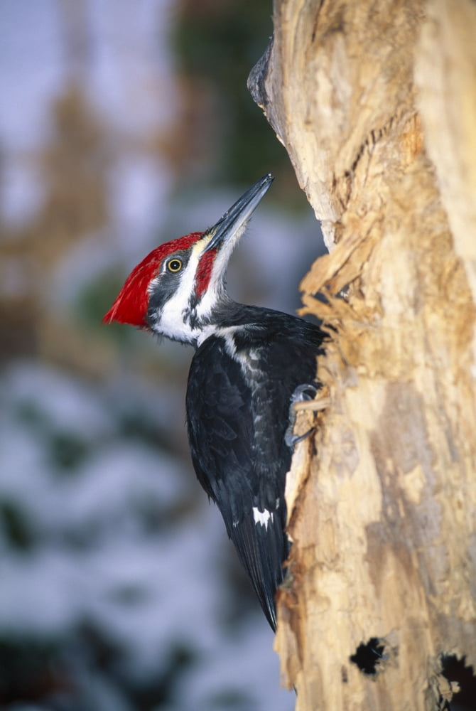 Pileated Woodpecker Canvas Art - Natural Selection William Banaszewski Design Pics (24 x 36)