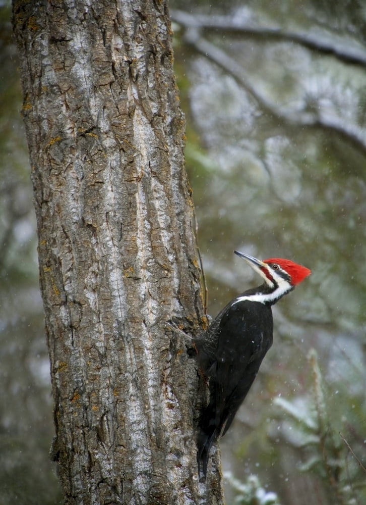 Pileated Woodpecker Canvas Art - Richard Wear Design Pics (12 x 16)