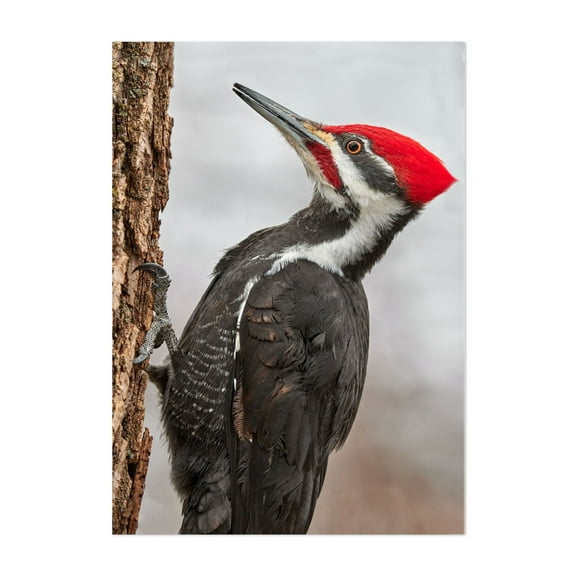 Pileated Woodpecker On A Cold Day - Photography Wildlife Bird Woodland Nature Forest Animal Scenic Unframed Wall Art Print 4 x 6 inches