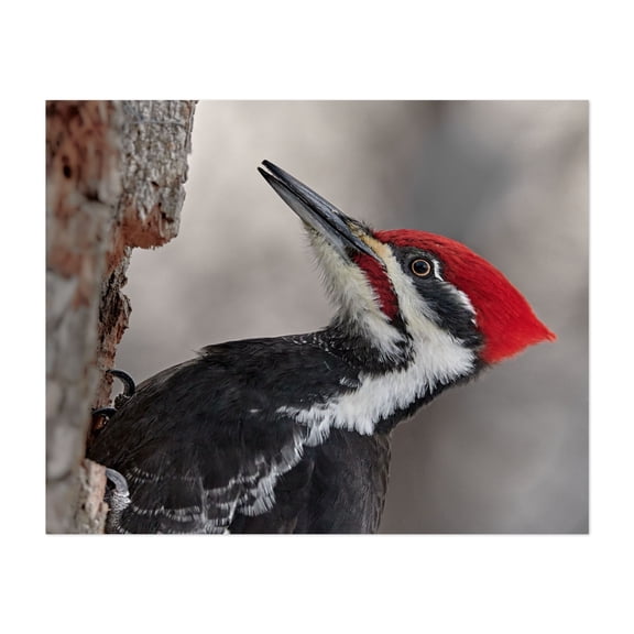 Pileated Woodpecker - Photography Bird Woodland Wildlife Nature Animal Forest Portrait Unframed Wall Art Print 24 x 32 inches