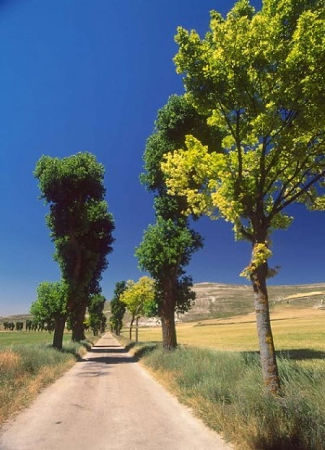 Pilgrimage Road El Camino de Santiago de Compostela Castile Spain Canvas Art - David Barnes DanitaDelimont (13 x 18)