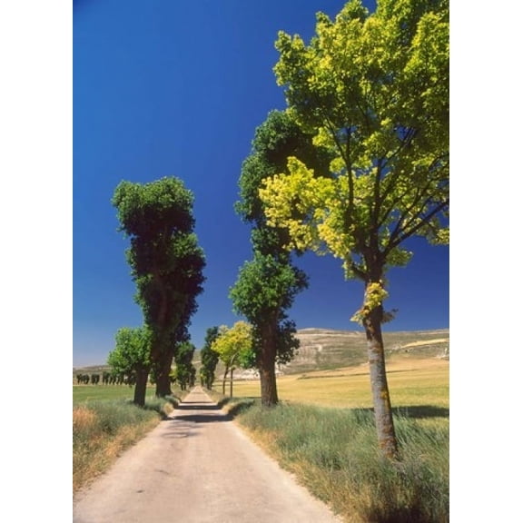 Pilgrimage Road El Camino de Santiago de Compostela Castile Spain Canvas Art - David Barnes DanitaDelimont (13 x 18)