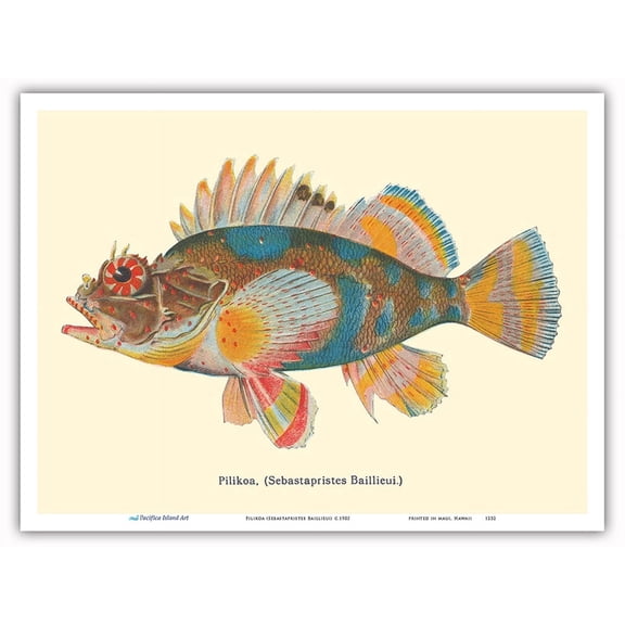 Pilikoa (Sebastapristes Baillieui) - From Fishes of Hawaii - Vintage Hawaiian Color Postcard c.1905 - Master Art Print (Unframed) 9in x 12in