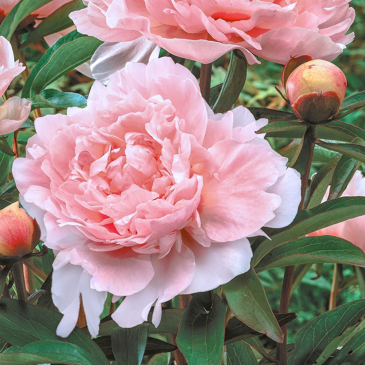 Pillow Talk Pink Flowering Peony Outdoor Perennial Plant