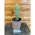 thumbnail image 1 of Pilosocereus Azureus, 4" Plant, The Plant Farm, 1 of 2