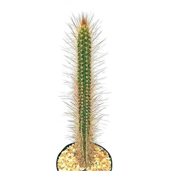 Pilosocereus polygonus