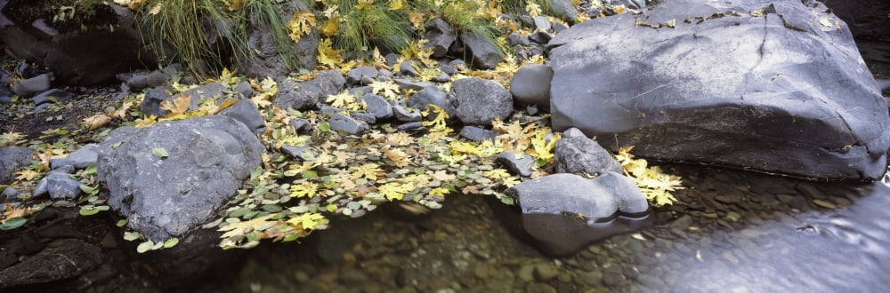 Pilot Creek in autumn Humboldt County California USA Canvas Art - Panoramic Images (27 x 9)