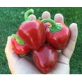 thumbnail image 1 of Pimento L Pepper Cherry Stuffed Heirloom Pepper Premium Seeds, 1 of 1