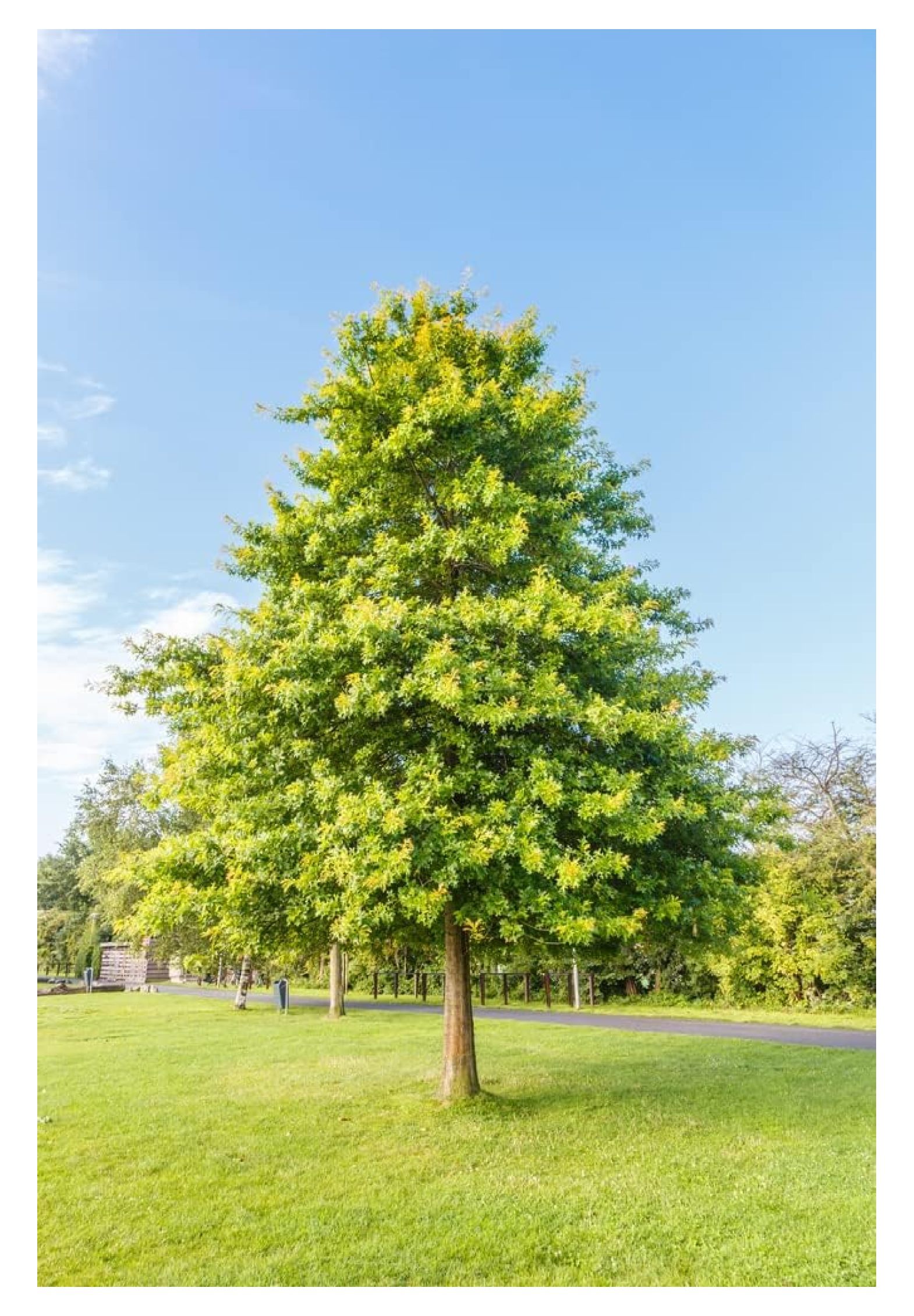 pin-oak-tree-seeds-for-planting-5-big-healthy-seeds-stunning-red