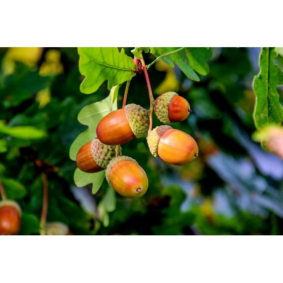 Pin Oak Trees for Planting | Live Tree Seedlings | No Ship to California (2 Trees)