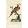 thumbnail image 1 of Pin-Tailed Sandgrouse, Pterocles Alchata Poster Print By ® Florilegius Mary Evans (24 X 36), 1 of 3