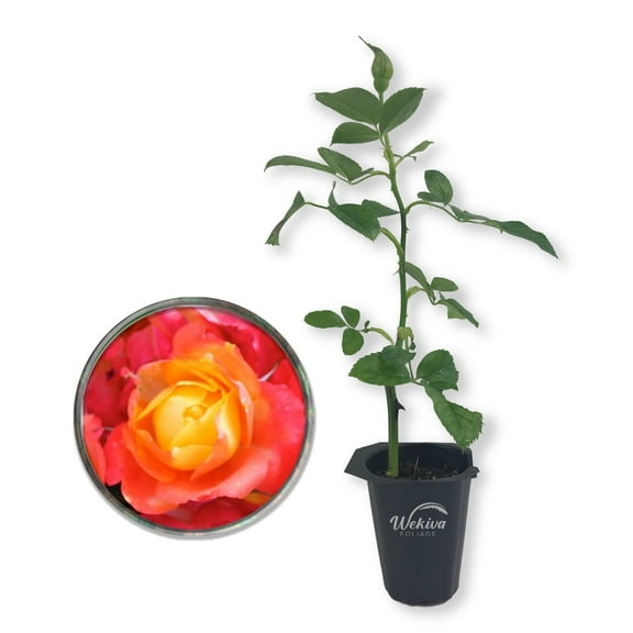 Pinata Rose Bush - Live Starter Plant in a 2 Inch Growers Pot - Beautifully Fragrant Floribunda Rose - A Versatile Beauty with Large Blooms